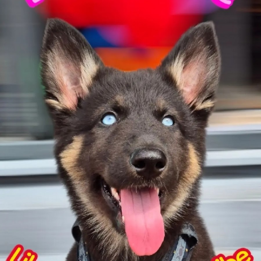 Nova the blue-eyed Shepsky