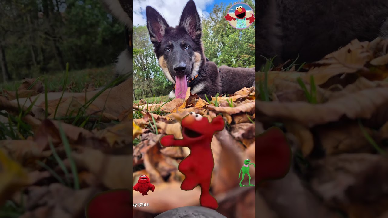 Nova on an adventure in the autumn leaves