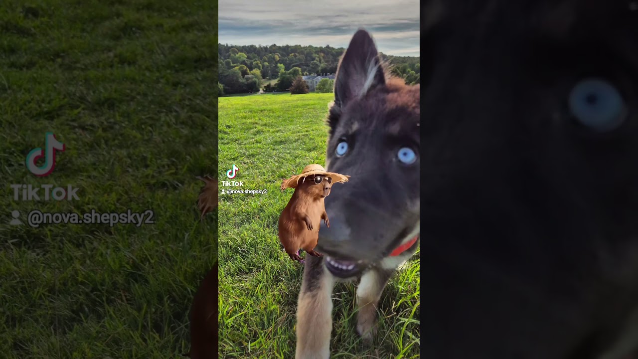 Nova enjoying the outdoors in a green field