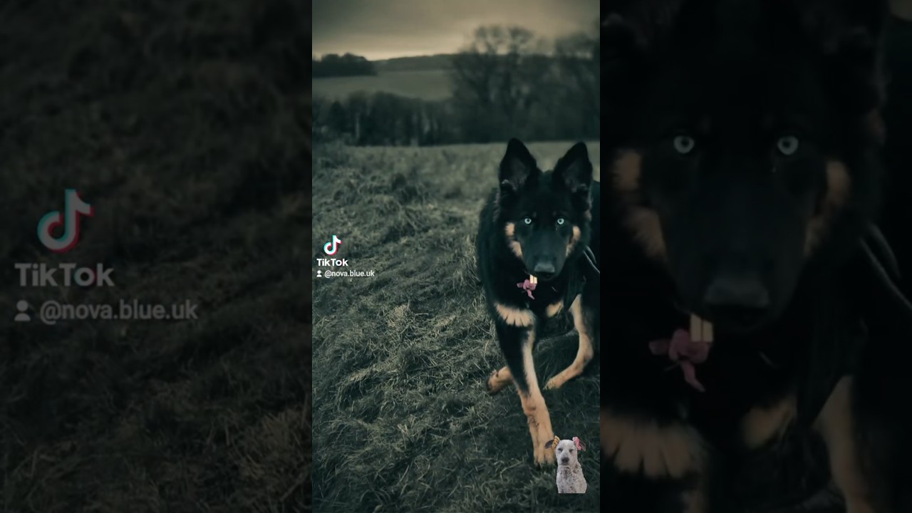 Nova running through the countryside